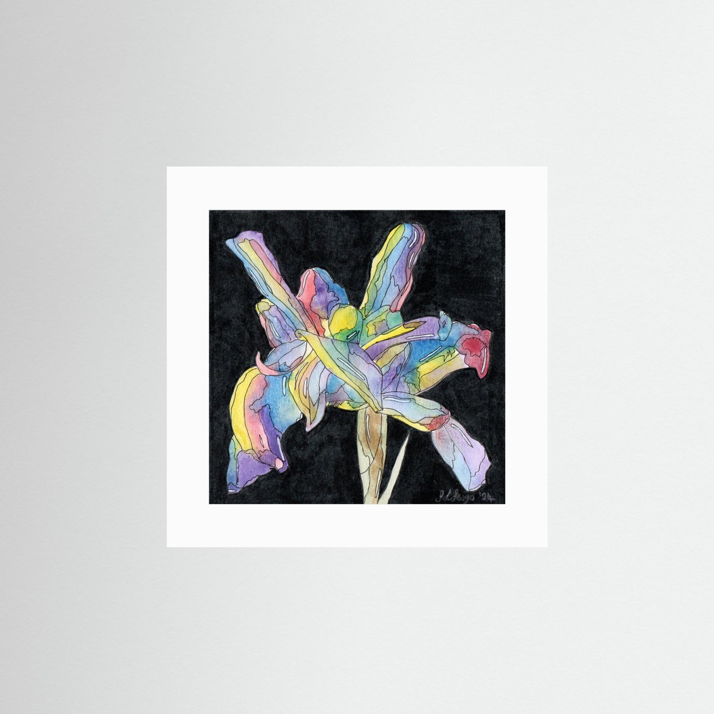 Iris